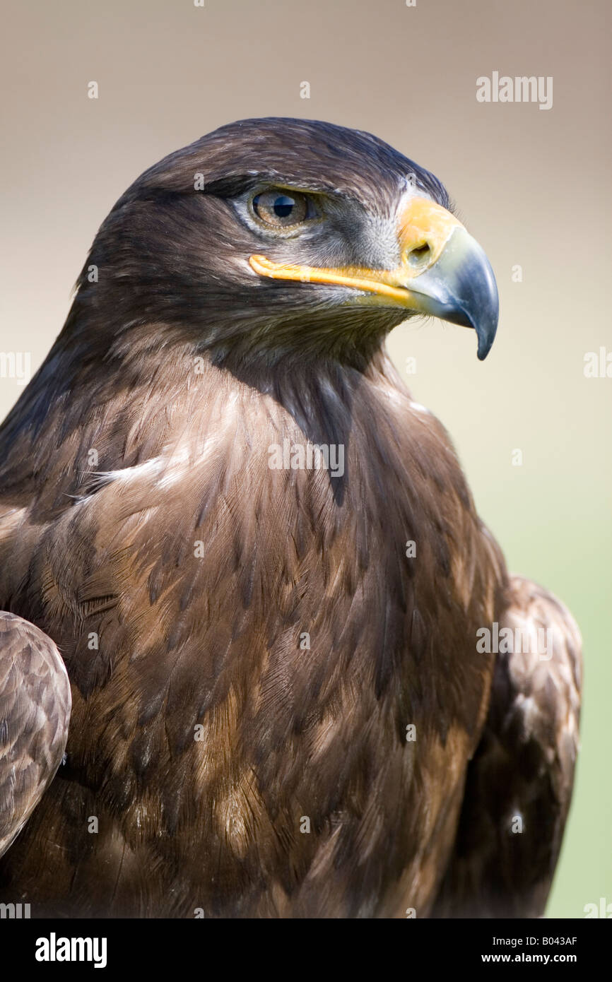 Steppenadler Steppenadler aquila nipalensis steppa orientale Eagle Eagle steppa Foto Stock