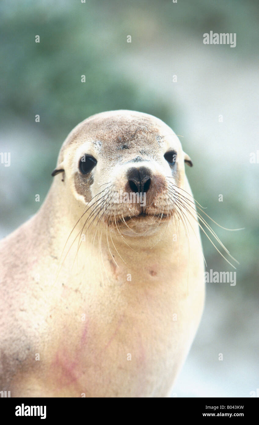 Leoni marini australiani Neophoca cinerea Kangaroo Island in Australia Foto Stock