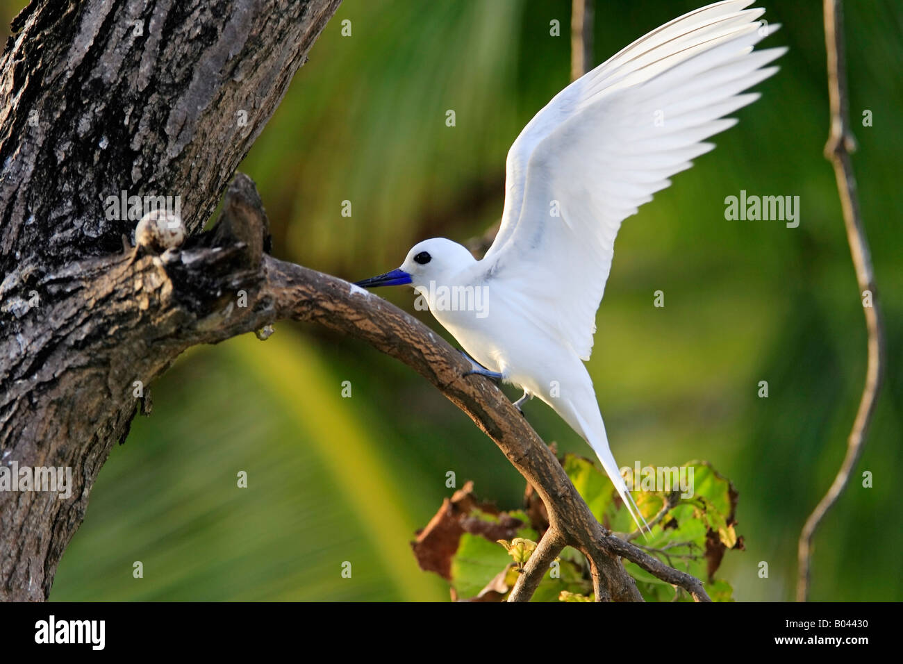 Feenseeschwalbe gygis alba white tern bird island seychellen Foto Stock