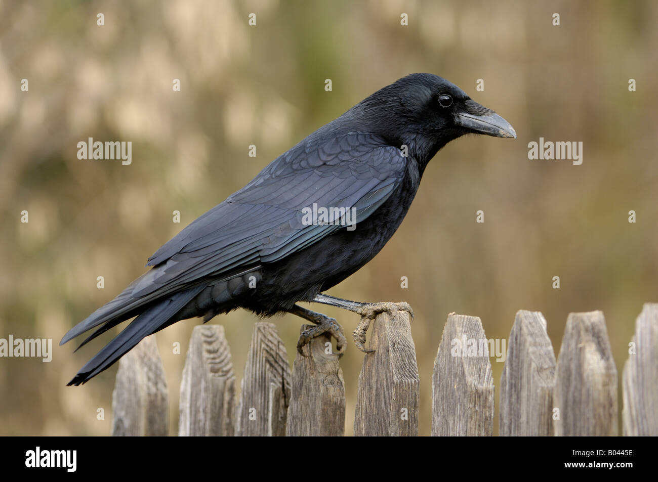 Rabenkraehe Carrion Crow Corvus corone corone Aaskraehe cornacchia mantellata Foto Stock