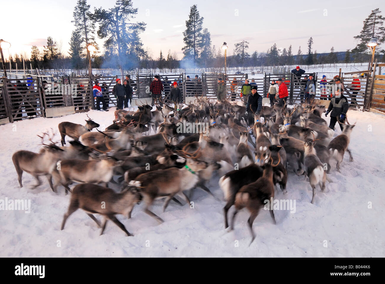 Allevamento di renne in Lapponia, Svezia (Rangifer tarandus) Foto Stock