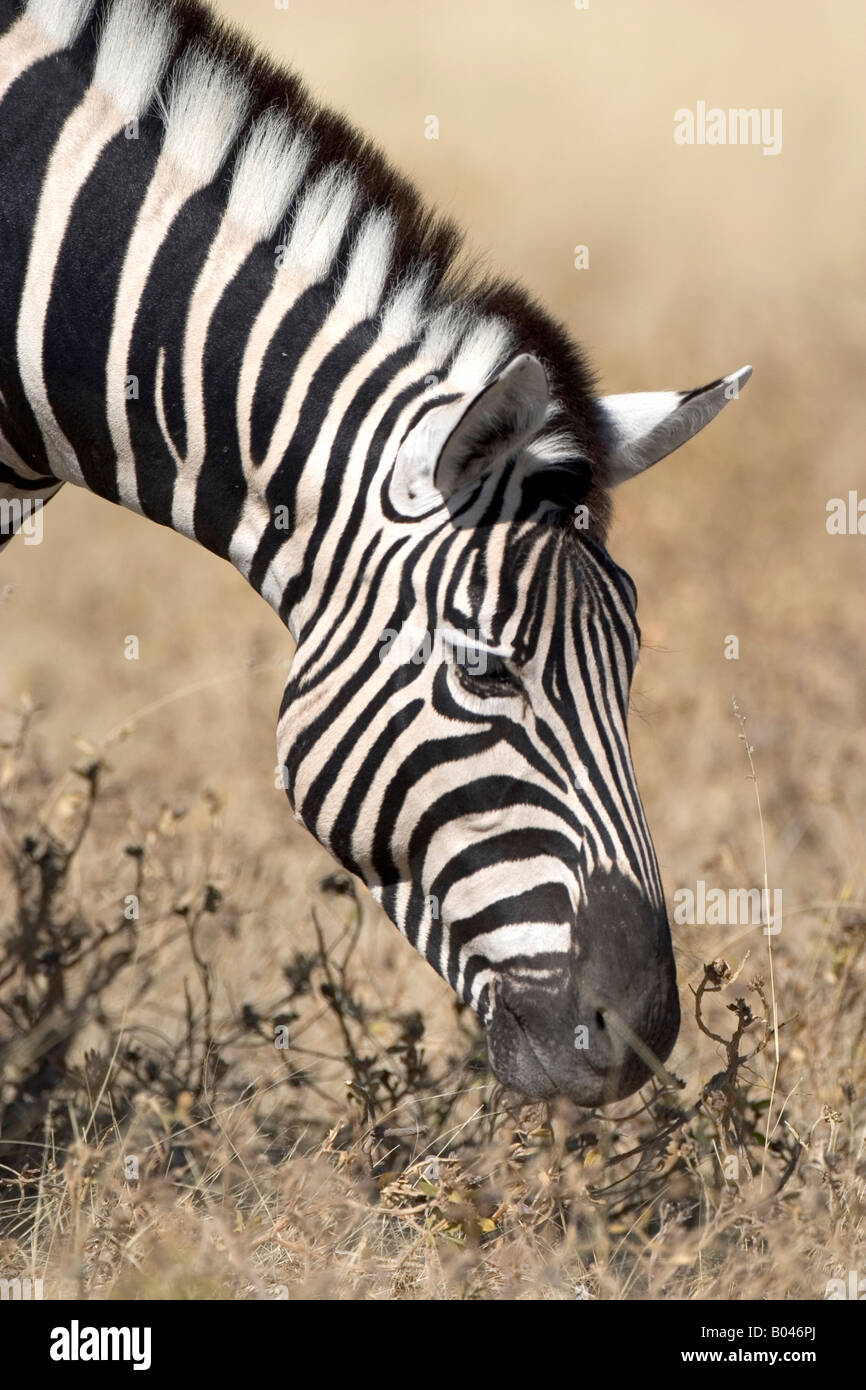 Zebra beim Fressen Etoscha NP Namibia Afrika Foto Stock