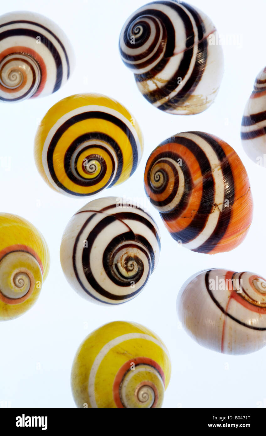 Varietà di conchiglie di mare Foto Stock