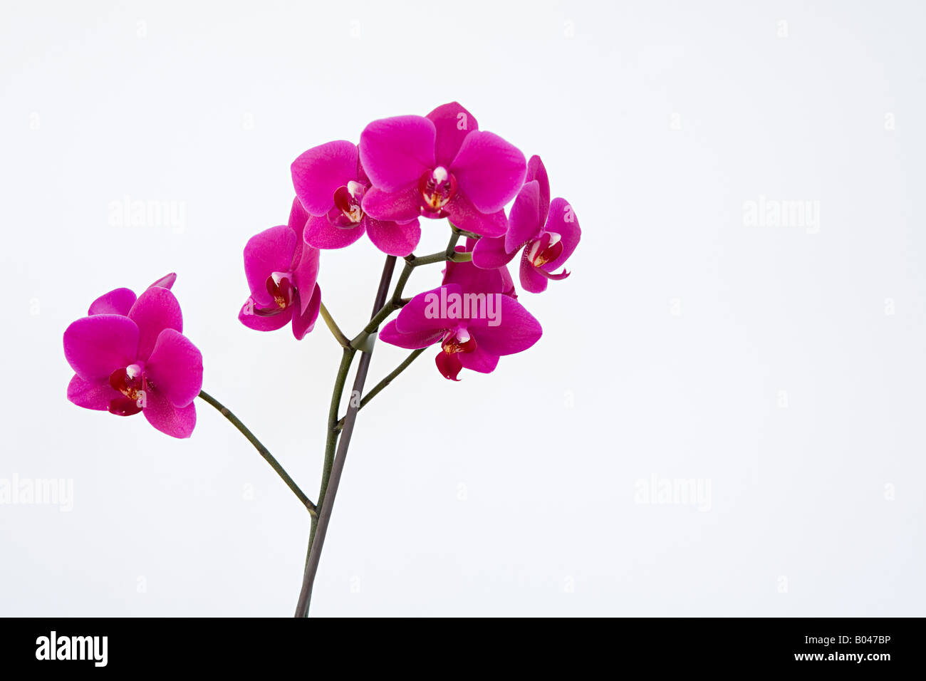 Orchidee rosa Foto Stock