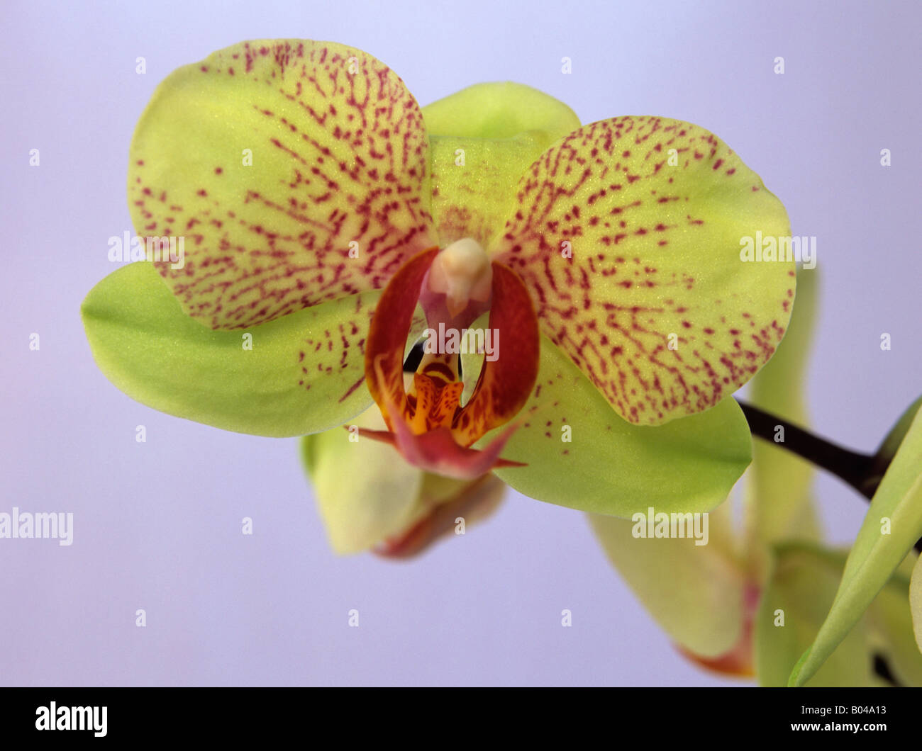 Ancora la vita di studio vicino fino a verde e orchidea rossa Foto Stock