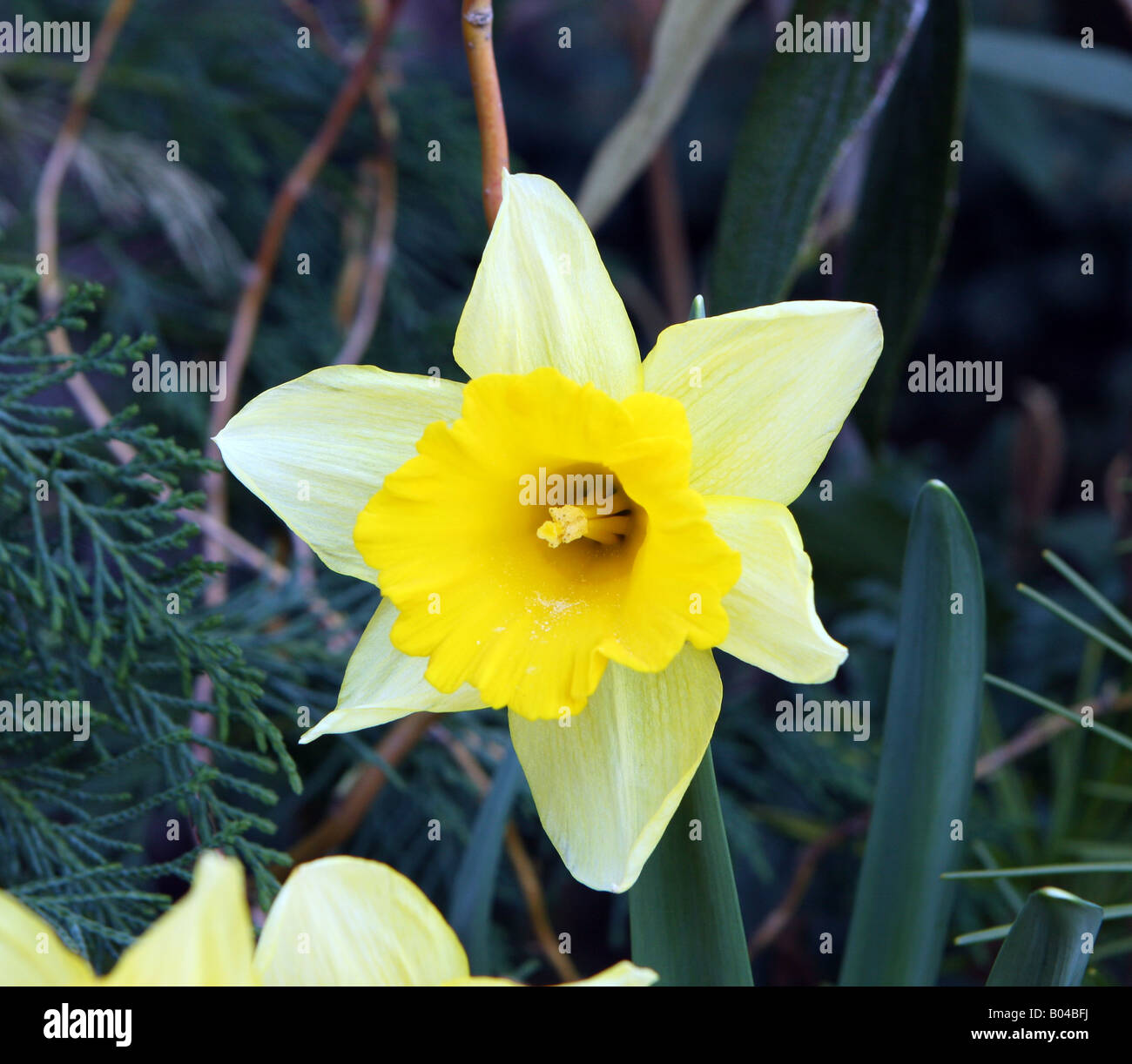 Un giallo narcissus daffodil. Foto Stock