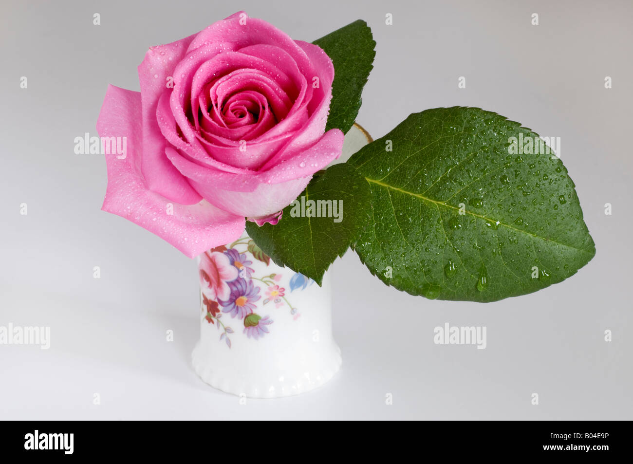 Unica rosa rosa in un piccolo contenitore fiorito Foto Stock