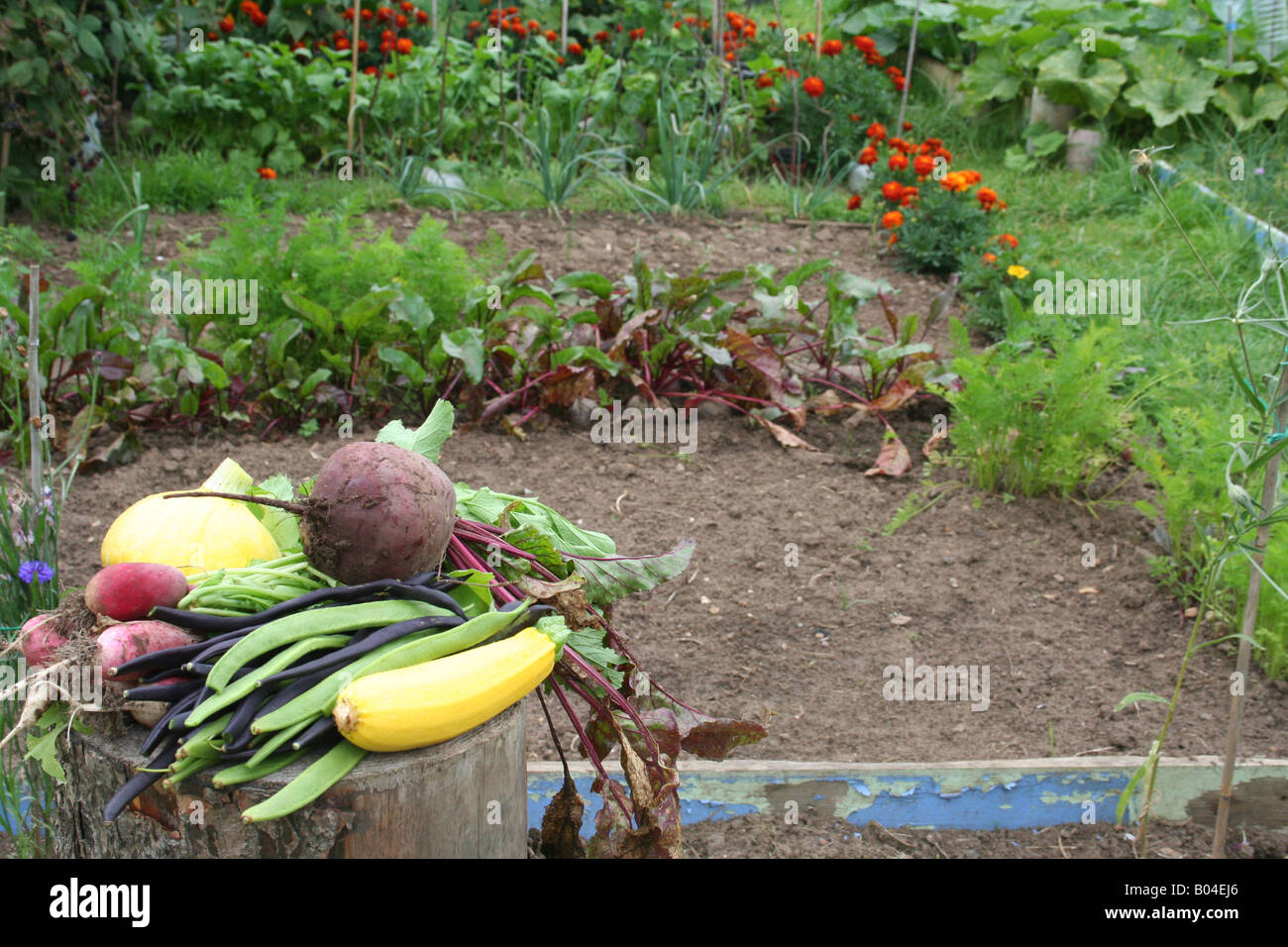 Appena raccolto verdure coltivate biologicamente Foto Stock