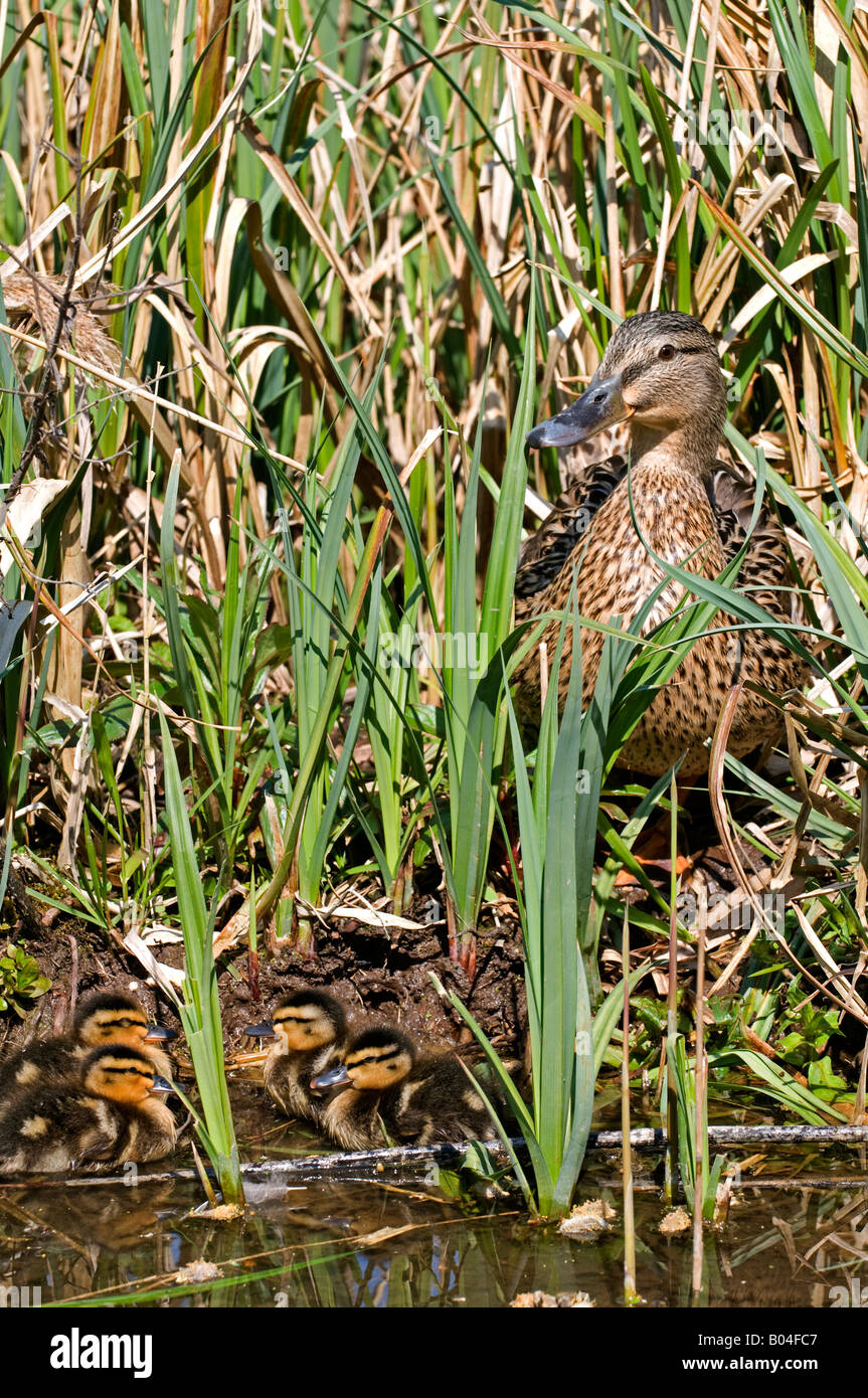 Mallard Duck: Anas platyrhynchos. Femmina con pulcini Sussex Aprile Foto Stock