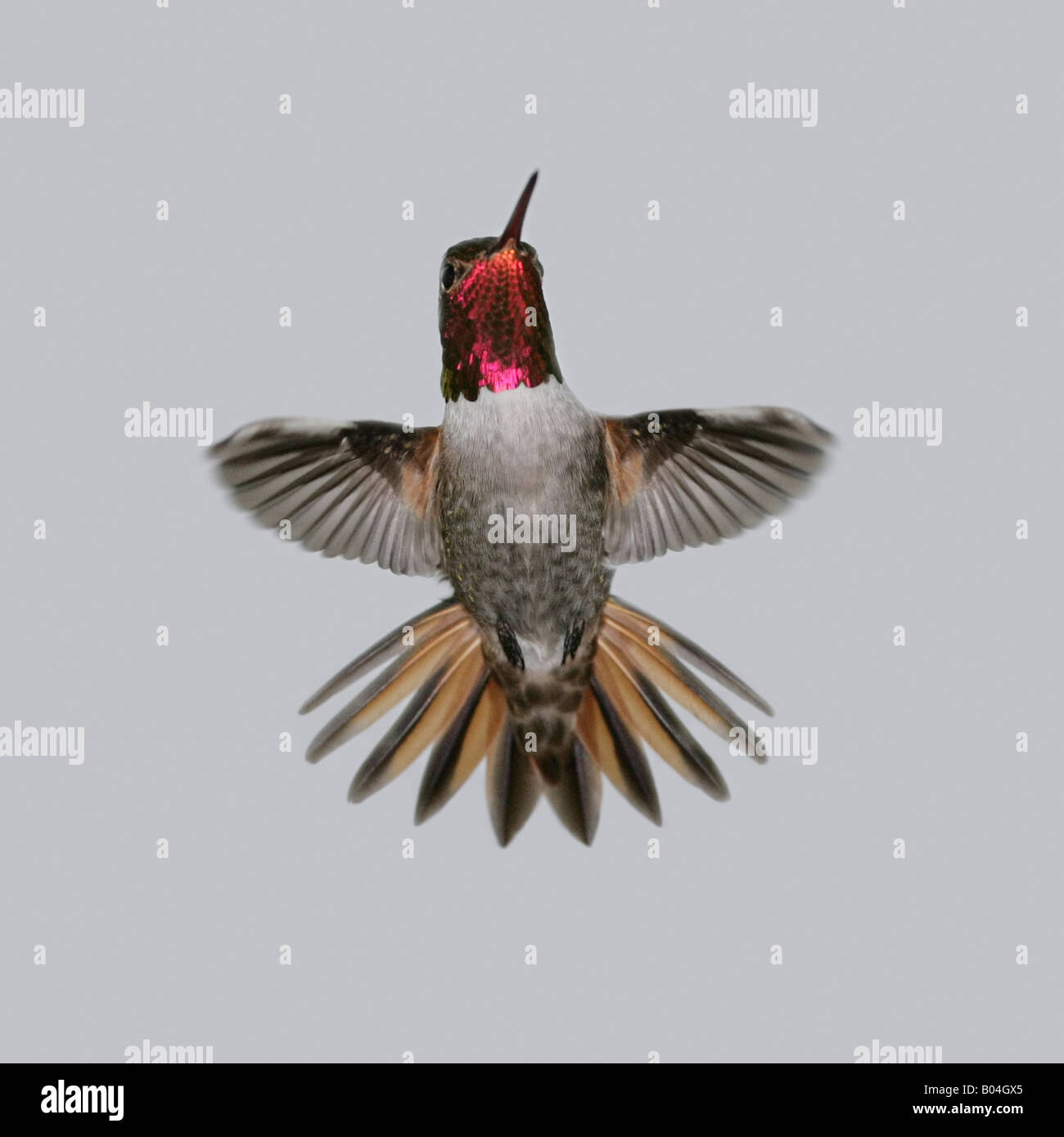 Un ibrido Allen e di Anna Hummingbird in volo con coda completa & wing piume visualizzati Foto Stock