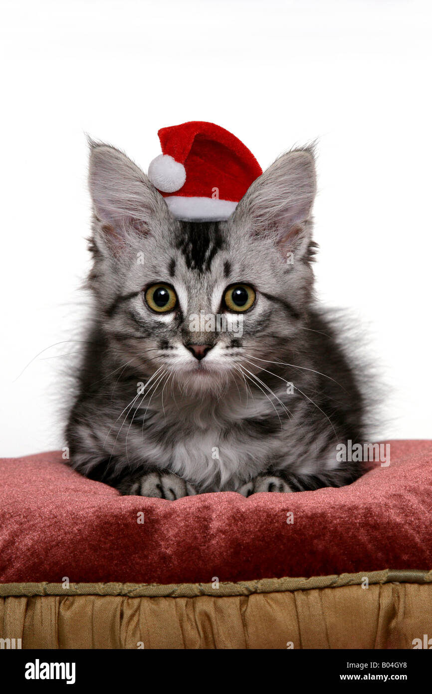 Un adorabile espressione su un simpatico tabby gattino seduto su un rosso e oro cuscino con un berretto di Babbo Natale sul suo capo Foto Stock