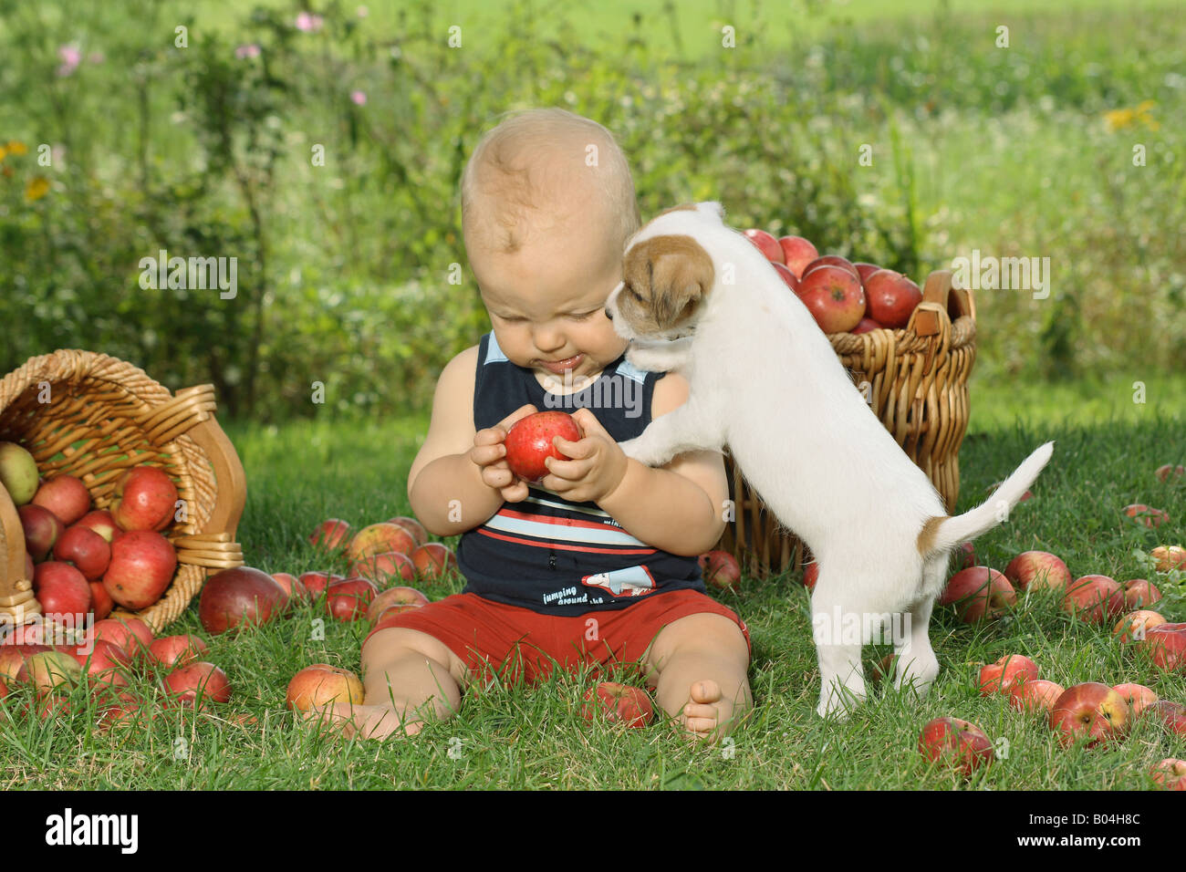 Jack Russell Terrier cucciolo e piccolo ragazzo sul prato tra le mele Foto Stock