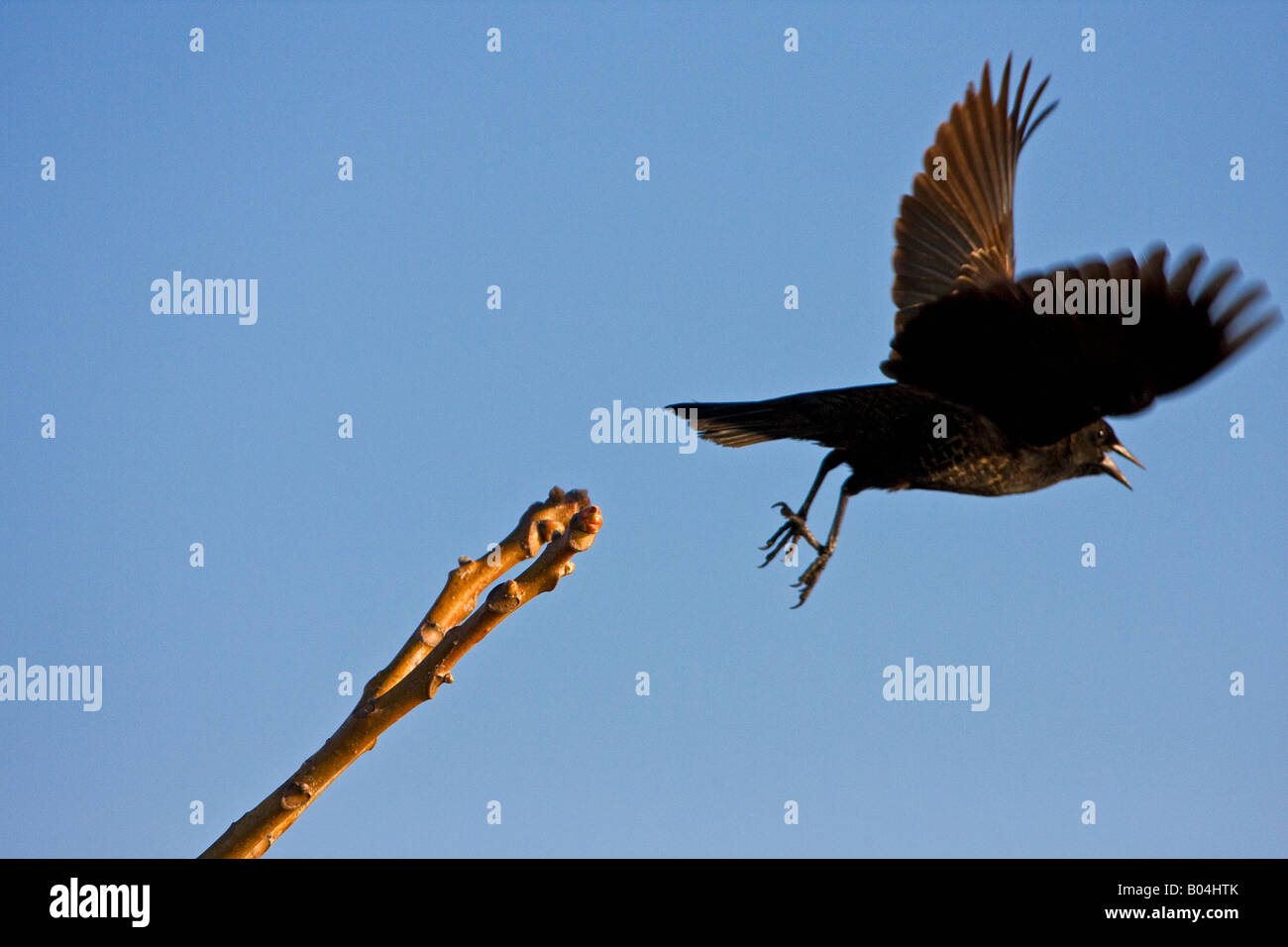 Blackbird prendendo un salto della fede Foto Stock