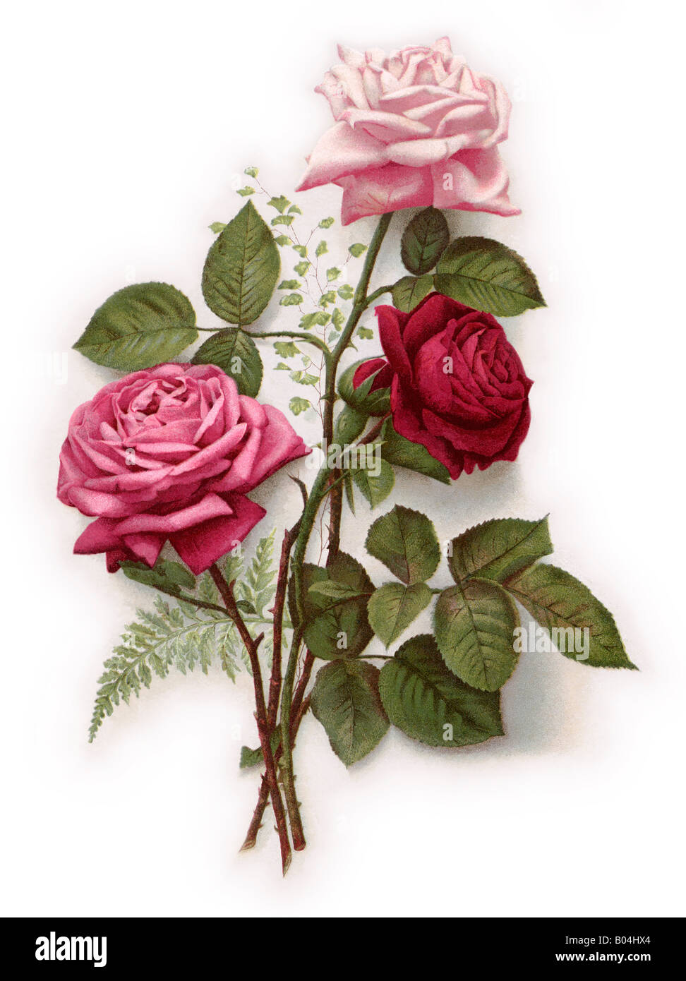 Con gambo lungo rose circa 1890 Festa della Mamma biglietto di auguri illustrazione Foto Stock