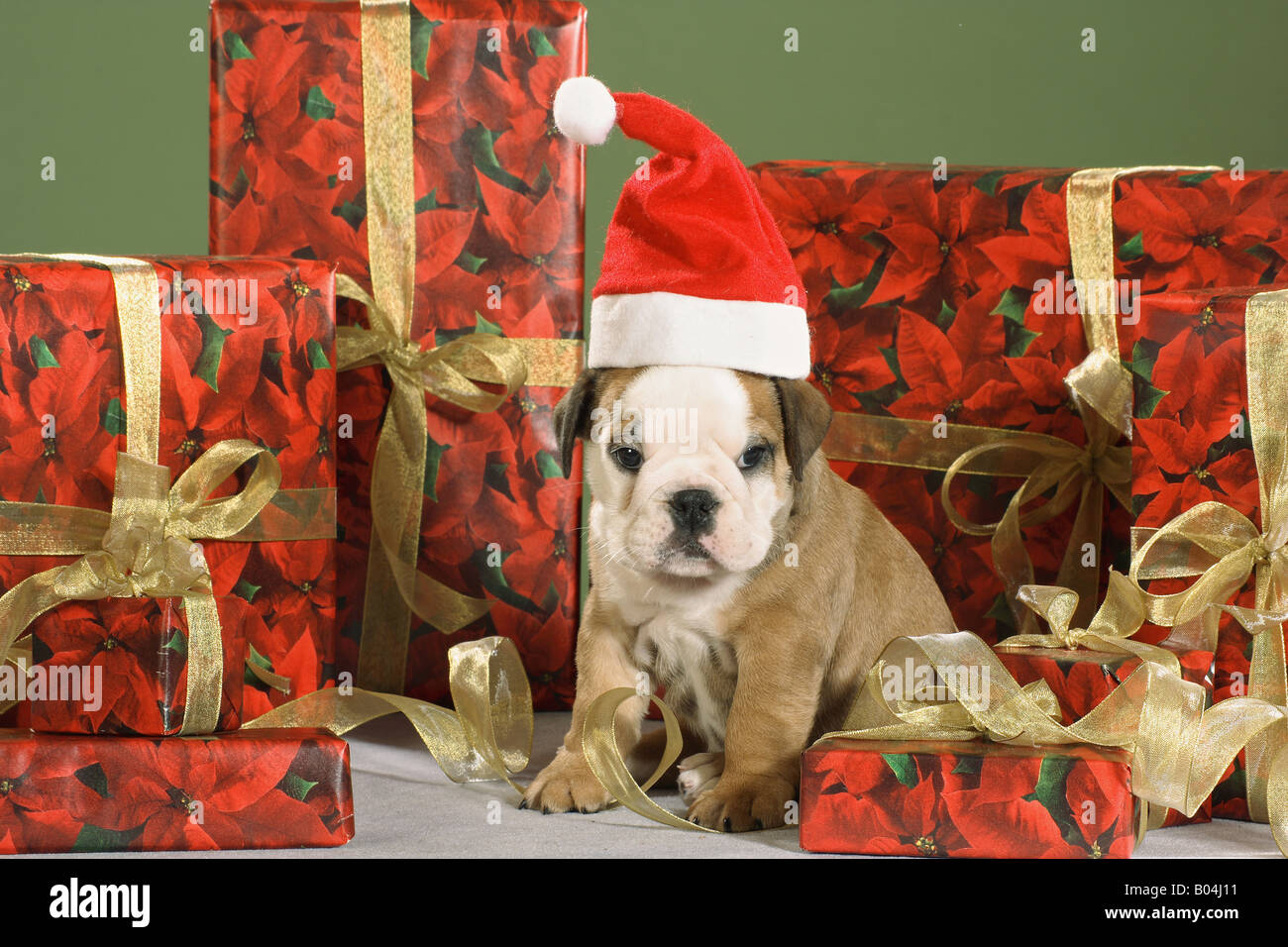 Natale: Bulldog Inglese - cucciolo con Babbo Natale cap Foto Stock
