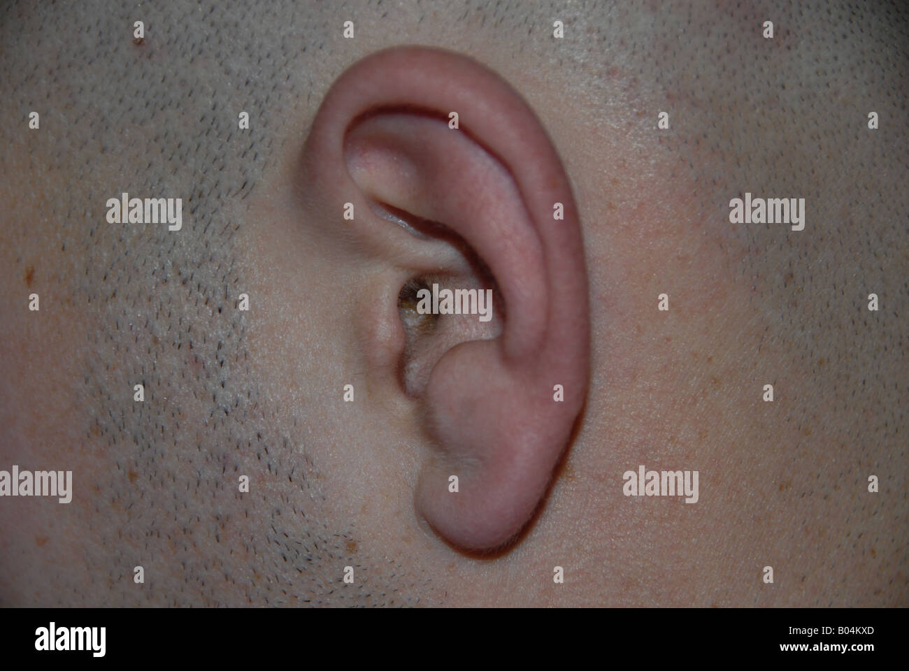 Un orecchio umano lobo. Foto Stock