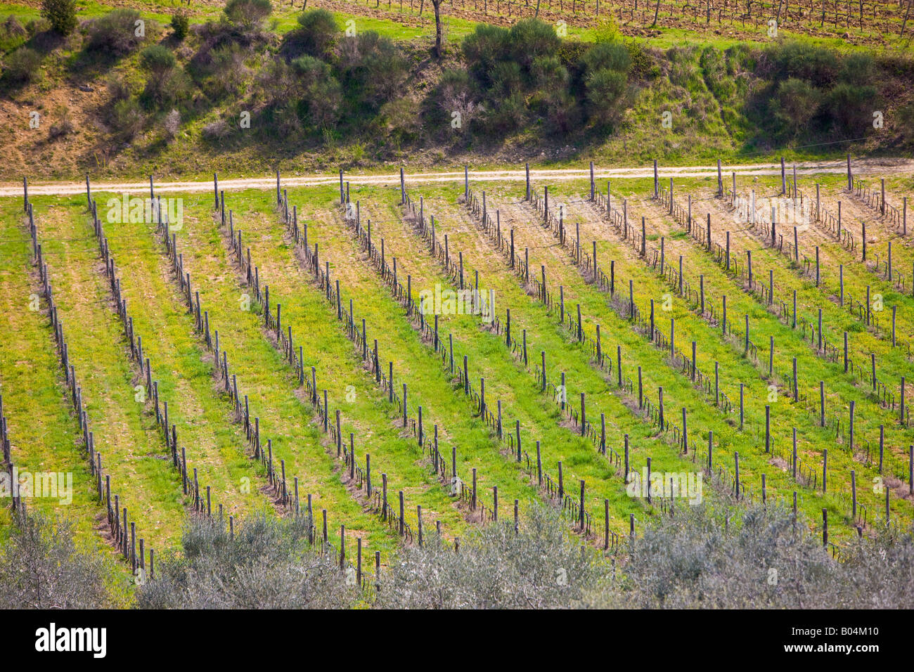 Filari di vigne in un campo al di fuori della città di Monteriggioni, in provincia di Siena, Regione Toscana, Italia, Europa. Foto Stock