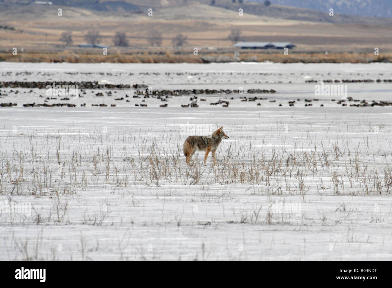 Unico Coyote sul ghiaccio del lago ghiacciato a caccia di uccelli acquatici Foto Stock