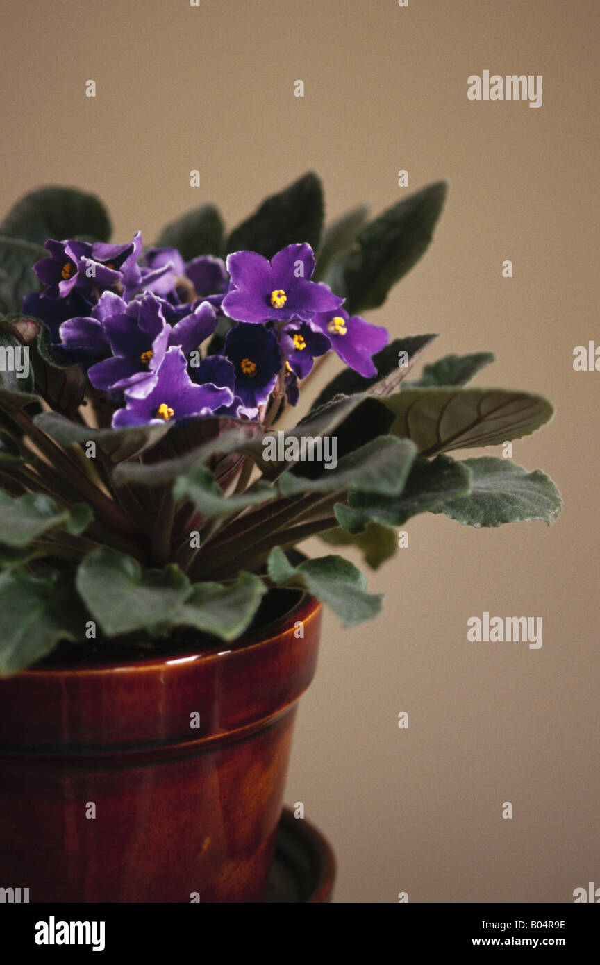 African Violet fiori saintpaulia sp. Foto Stock
