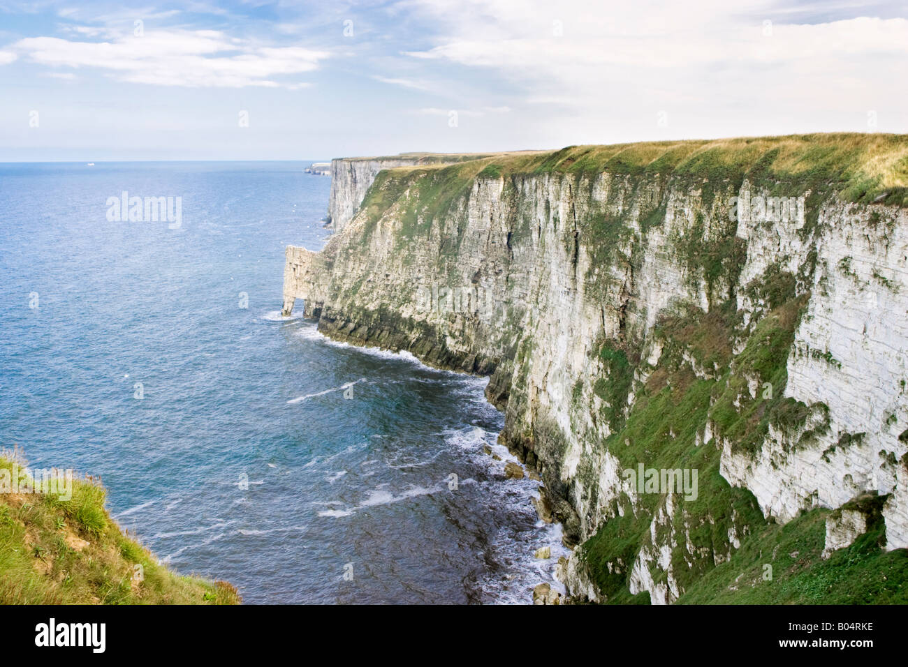 Chalk cliff facce a Bempton Cliffs RSPB Riserva naturale in estate. North Yorkshire, Regno Unito Foto Stock