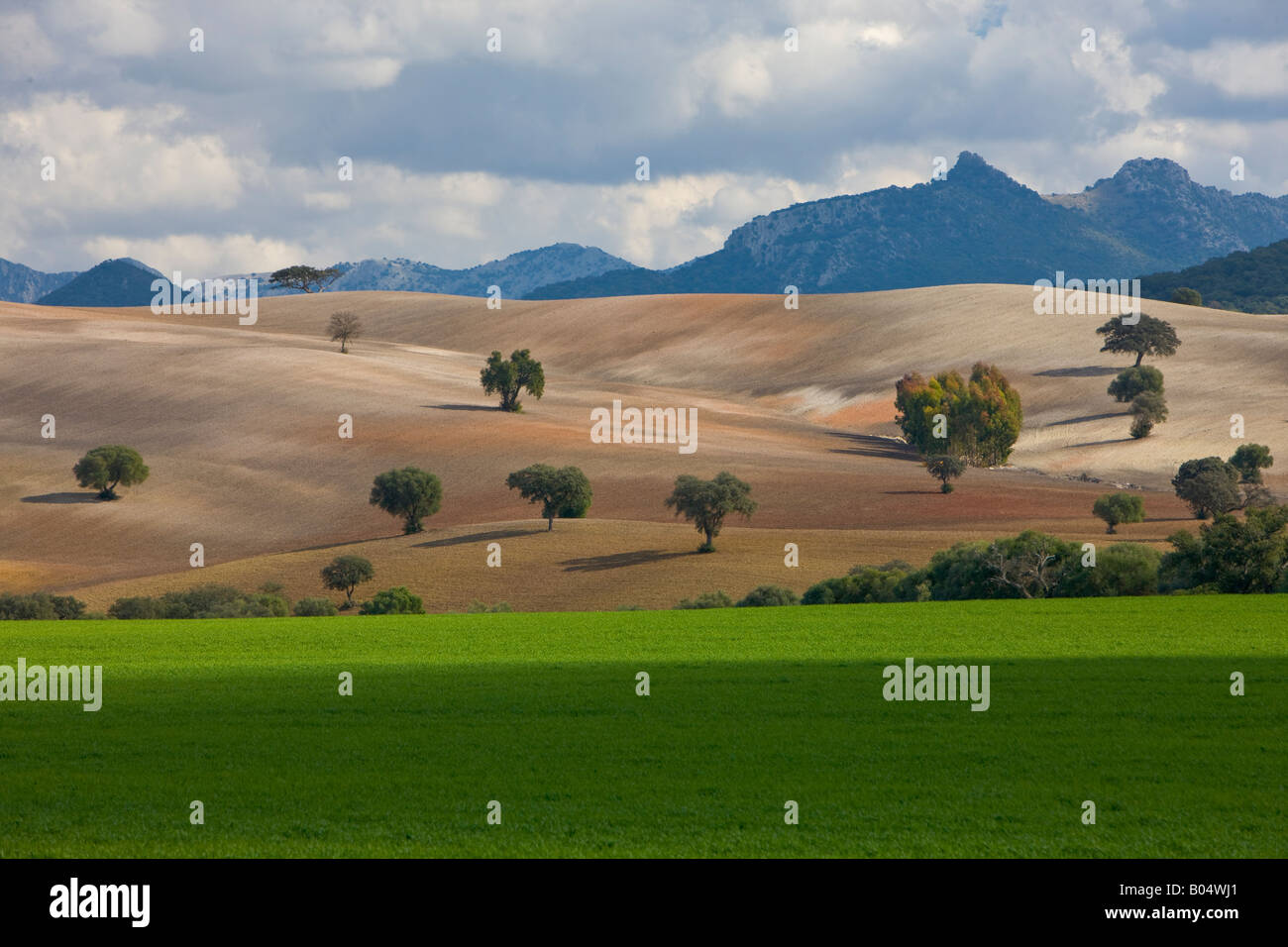 Hill punteggiato di alberi e un rigoglioso campo in primo piano lungo l'autostrada A372, Ruta de los Almoravides Foto Stock