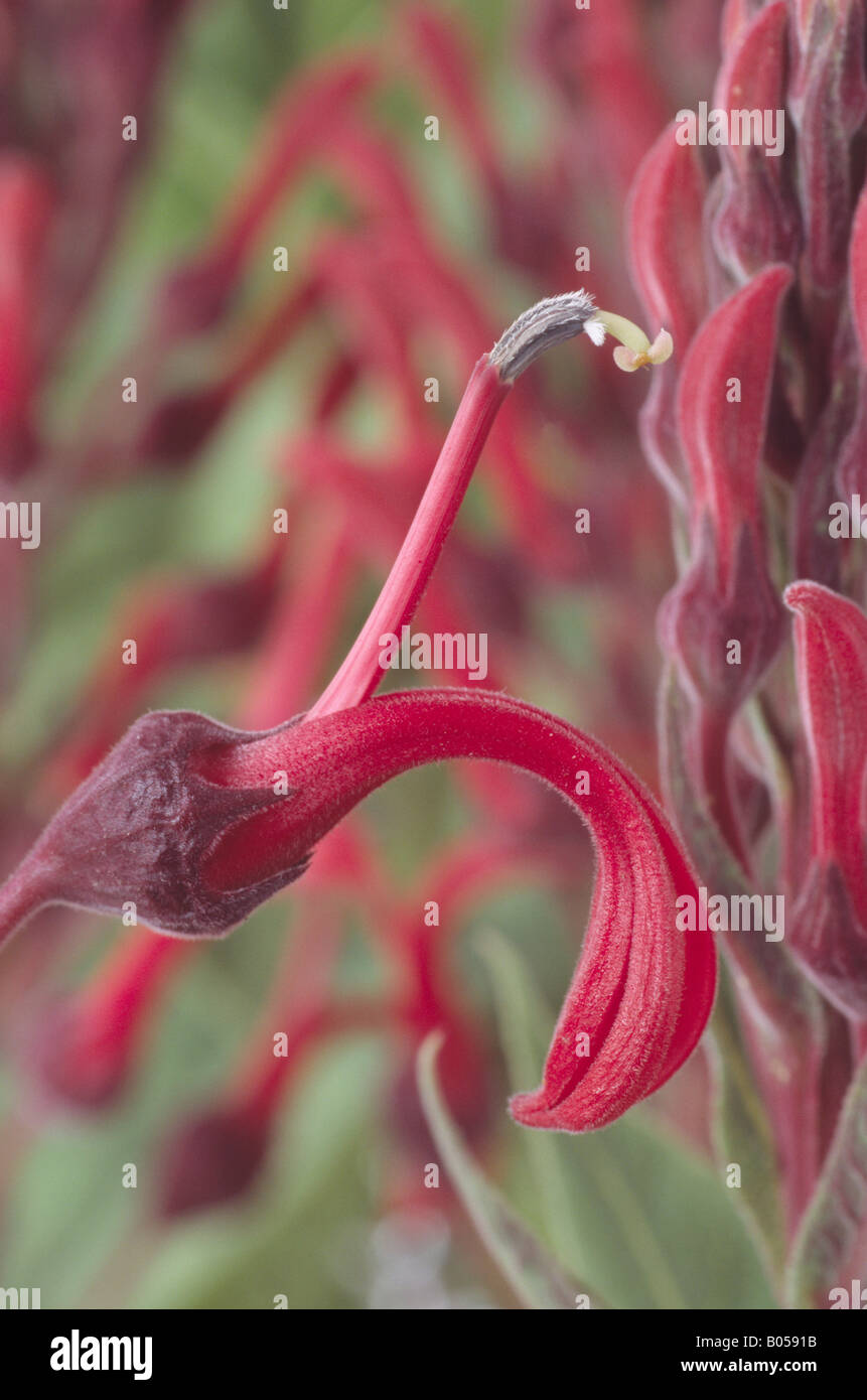 Lobelia tupa Foto Stock