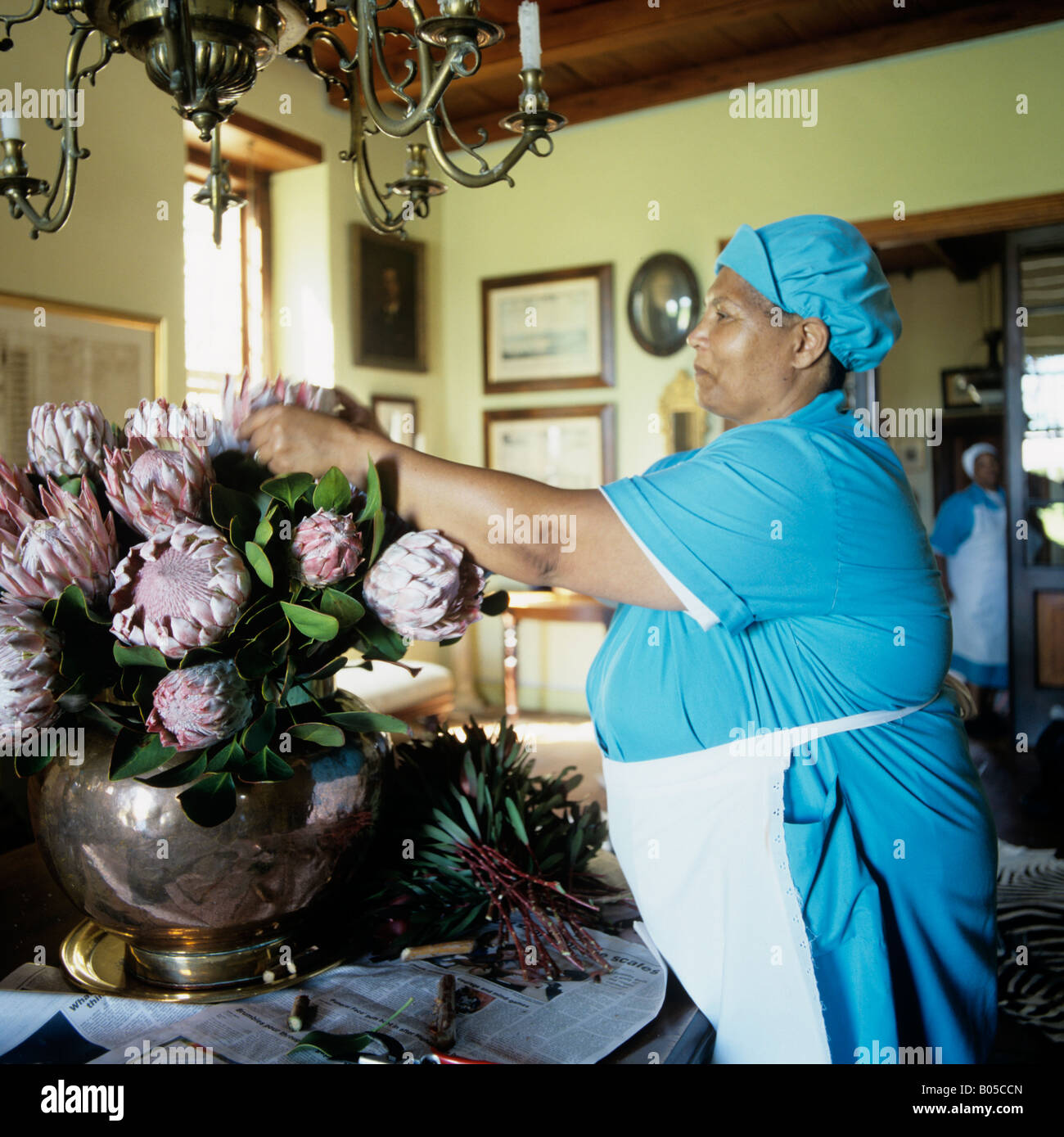 Una cameriera disponendo protea fiori nella hall di un sudafricano Cape Dutch homestead Foto Stock