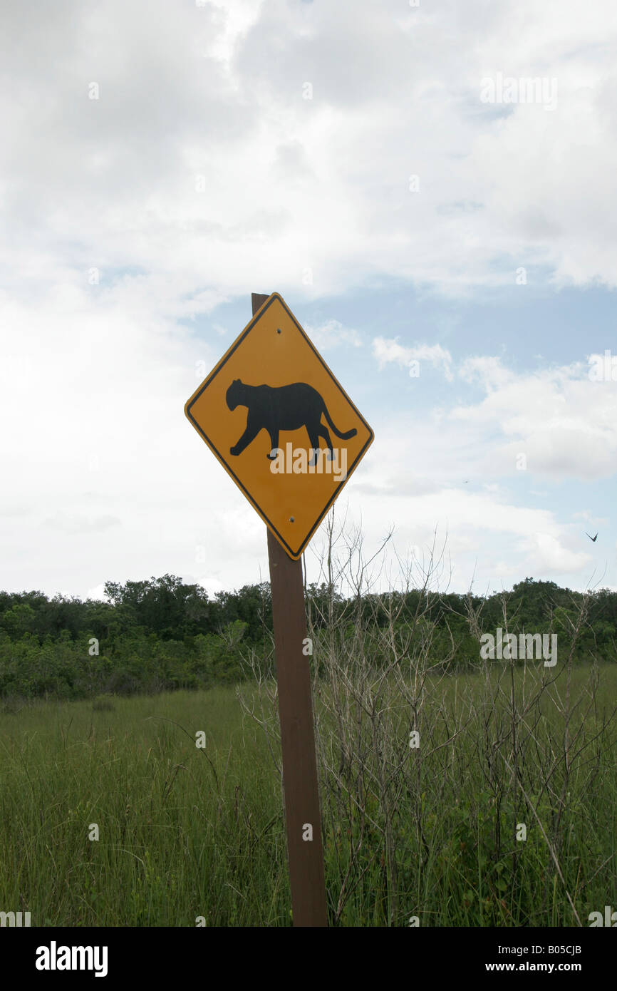 Panther Crossing Foto Stock