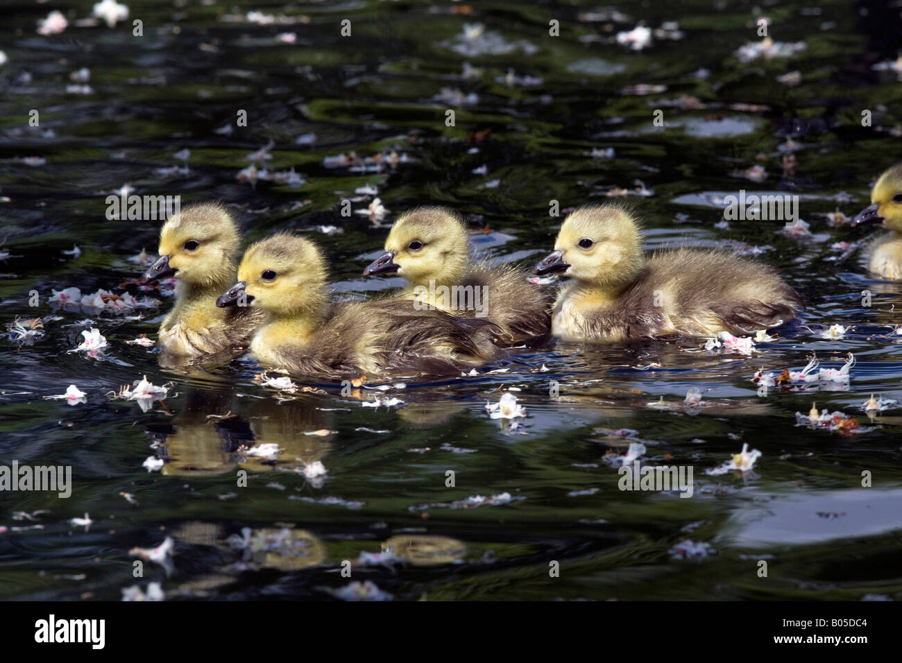 Oche del Canada di pulcini al sole di primavera Foto Stock