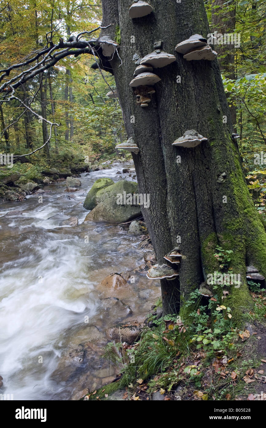Albero morto con polypores, Germania, Sassonia-Anhalt, Ilsetal Foto Stock