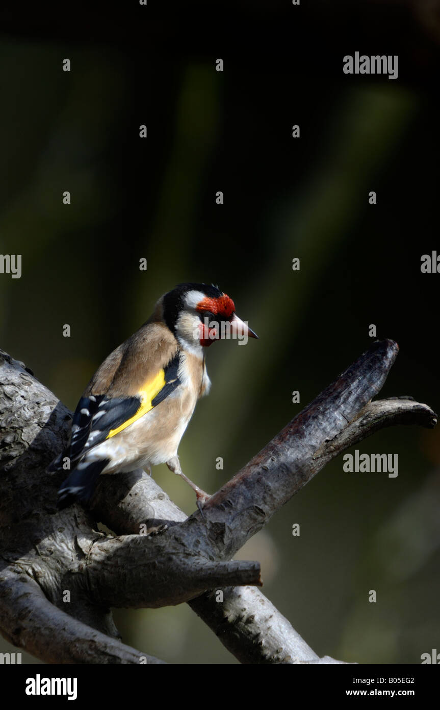 Cardellino sul ramo - Carduelis carduelis Foto Stock