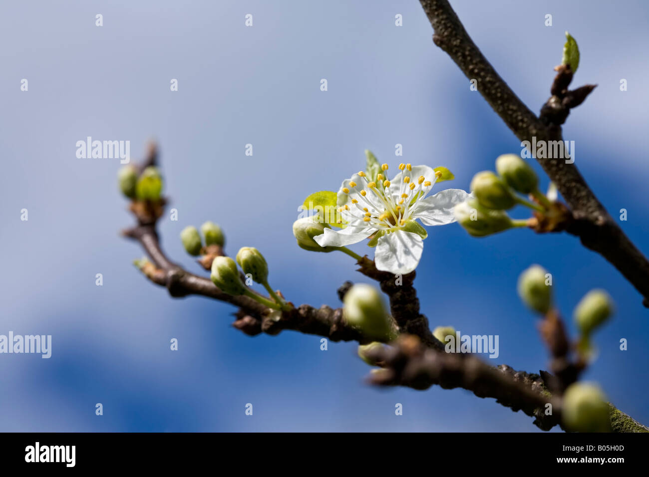 Blossom Prunus domestica 'Greengage' Foto Stock