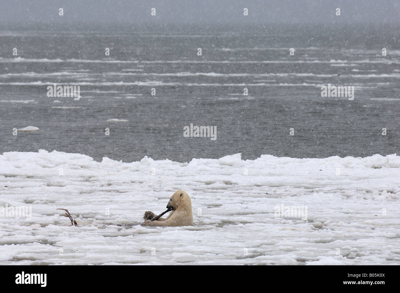 Manitoba della baia di Hudson foto uniche dei maschi di orso polare alimentazione su una carcassa di Caribou Coffee Company Foto Stock