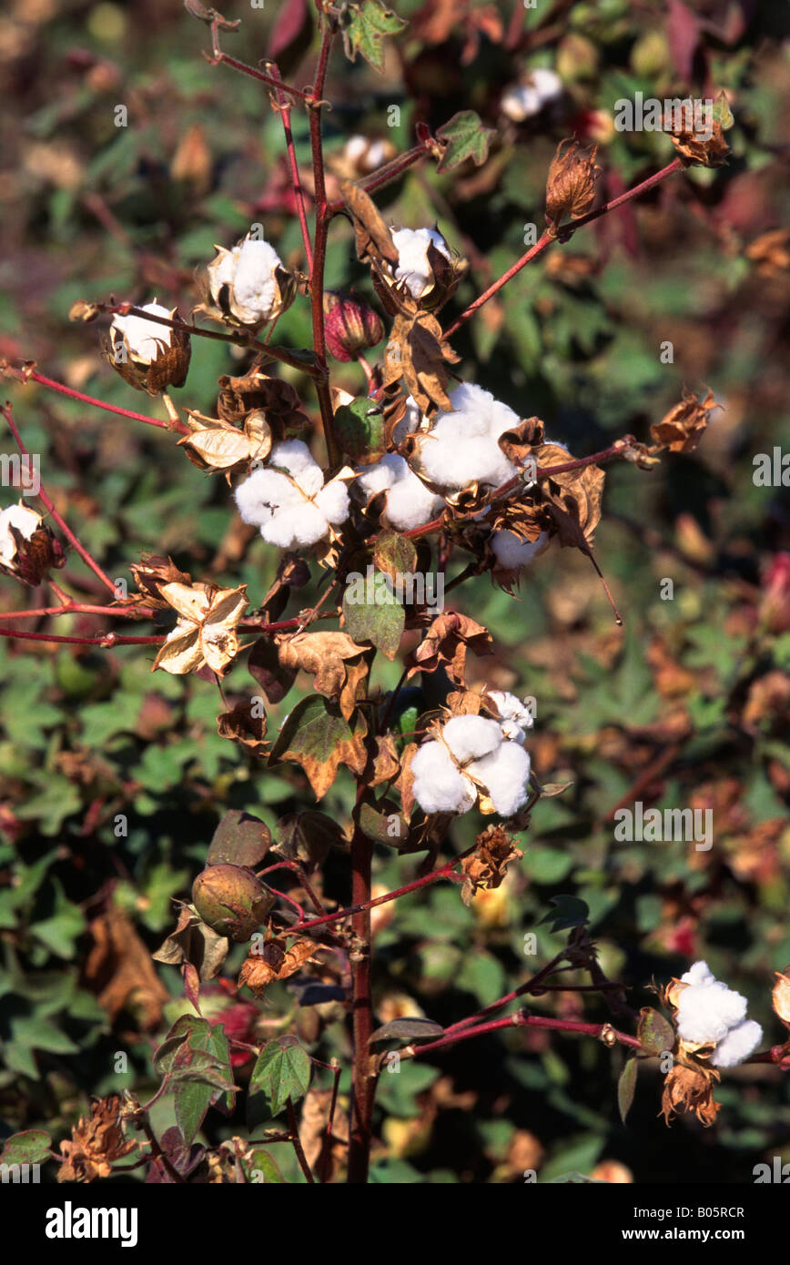 India Gujerat agricoltura pianta di cotone Gossypium sp bolls maturi Foto Stock