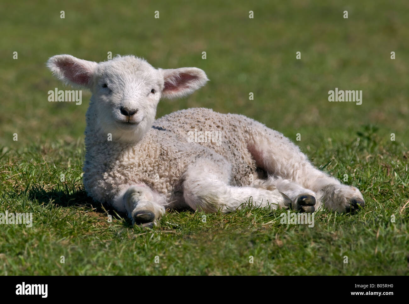 Agnello bianco recante in prato erboso, Dorset, Inghilterra Foto Stock