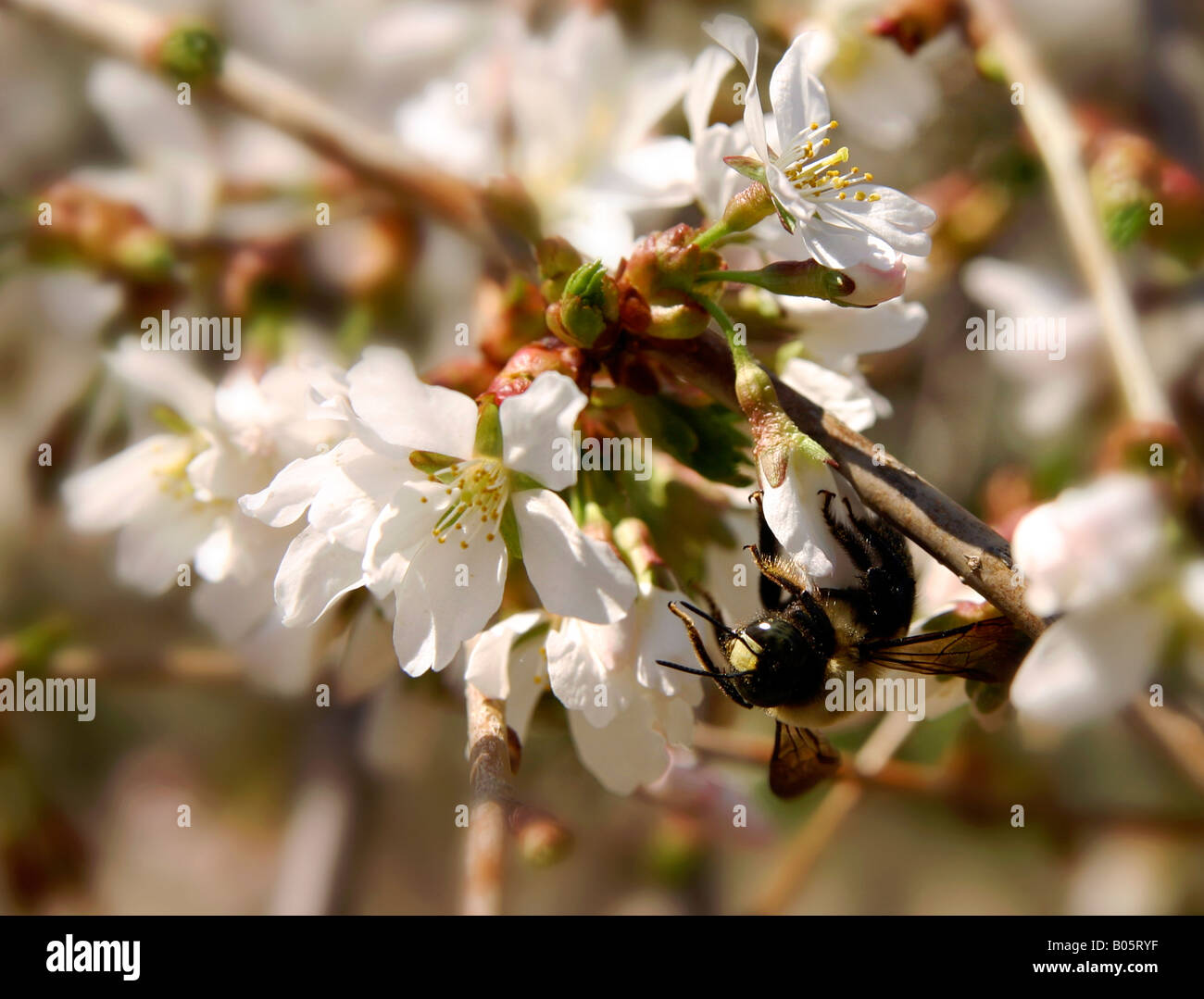 Bumblebee appesi capovolti off di un fiore, mentre la raccolta del polline di un ciliegio piangente. Foto Stock