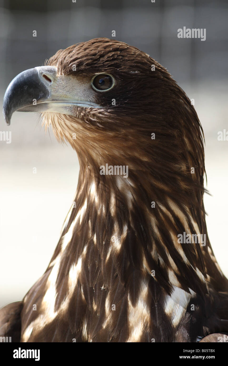 Un White Tailed Sea Eagle (Haliaeetus albicilla) si erge maestosamente Foto Stock