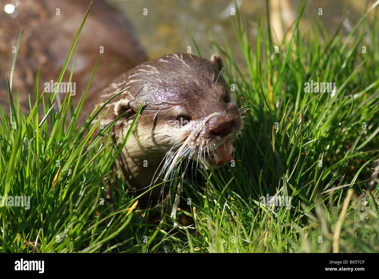 Un breve asiatici artigliato Lontra (Amblonyx Cinereus) provenienti al di fuori dell'acqua Foto Stock