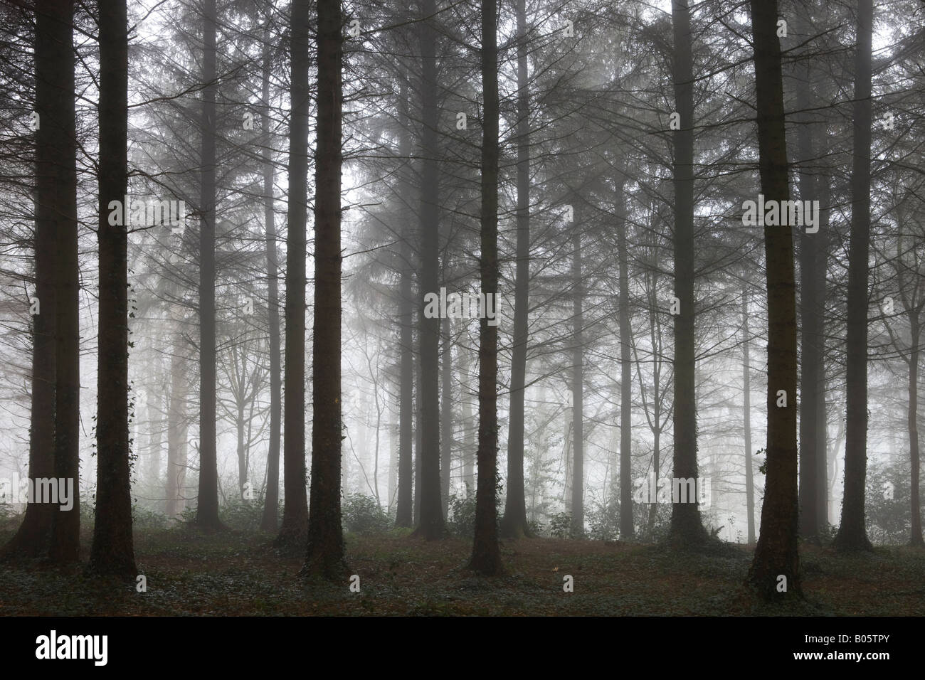 La nebbia penetra Morchard legno su un inverno mattina Morchard Vescovo Devon England Foto Stock