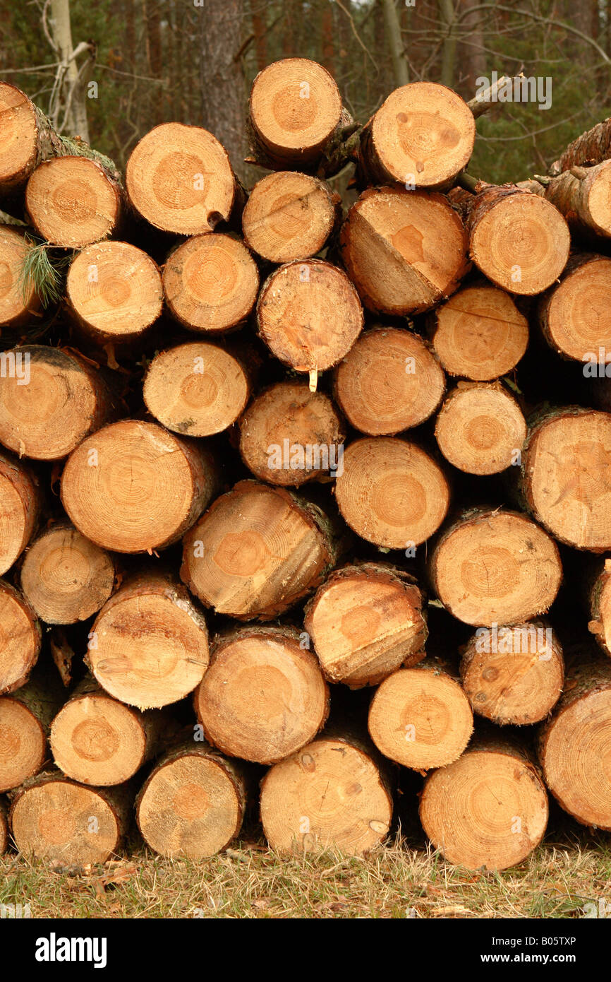 Taglio di pino rosso tronco di albero Legname Legname logs impilati nel bosco Foto Stock