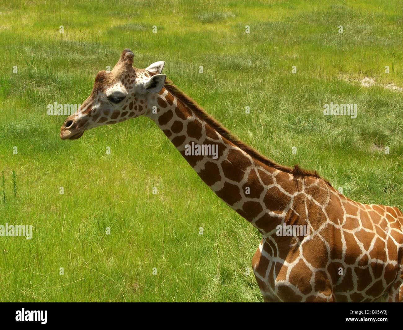 Giraffa Foto Stock