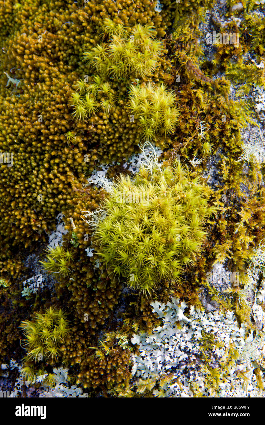 Muschi e licheni crescono su una pietra nei pressi di legno Wistmans Dartmoor Devon England Foto Stock