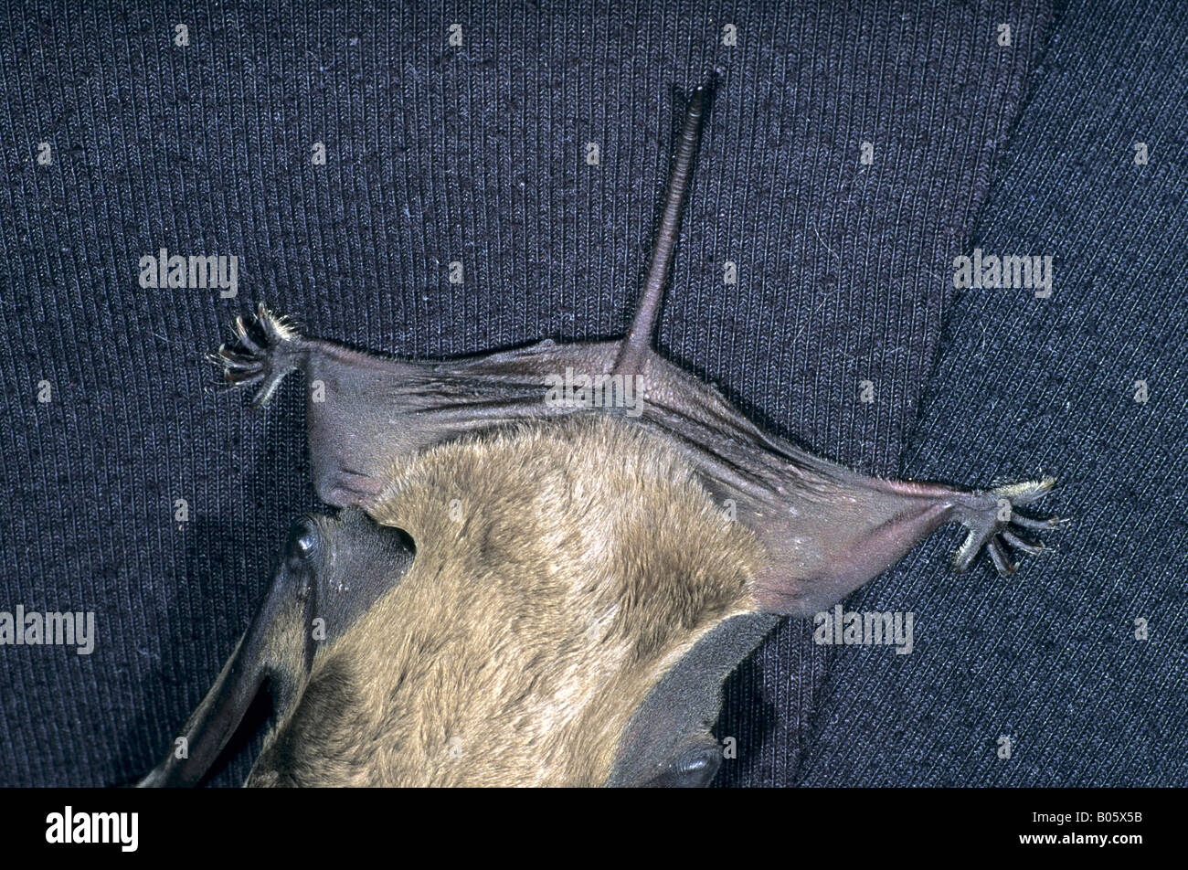 Associazione europea di libero tailed bat Tadarida teniotis mostrante il dettaglio della cattività di coda Foto Stock