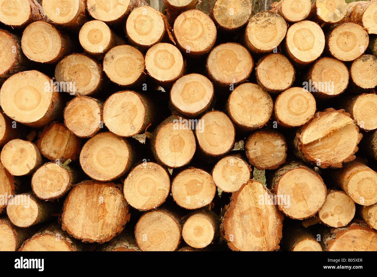 Taglio di pino rosso tronco di albero Legname Legname logs impilati nel bosco Foto Stock