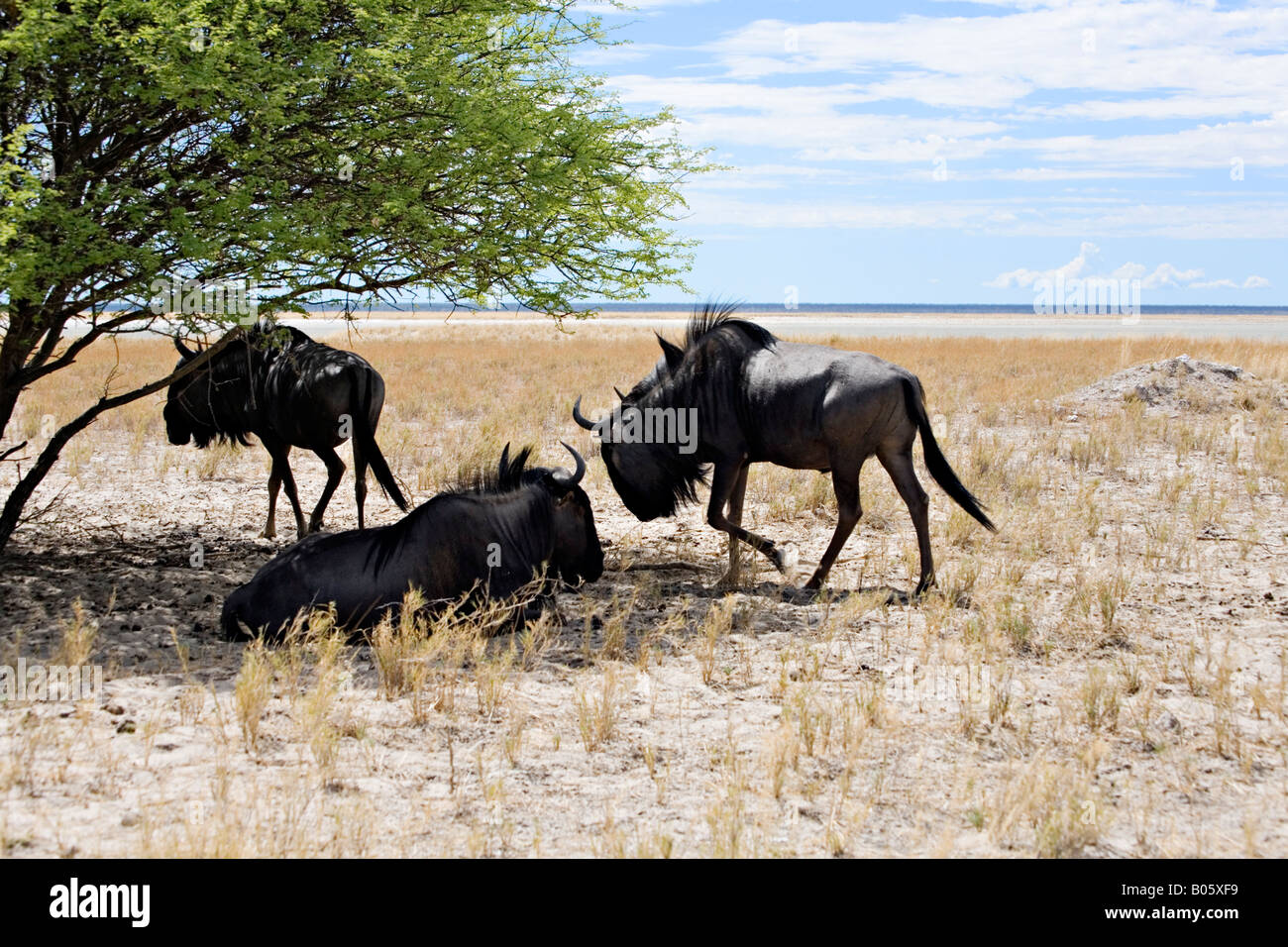 Blue GNU (Connochaetes taurinus) nel Parco Nazionale Etosha Namibia Foto Stock