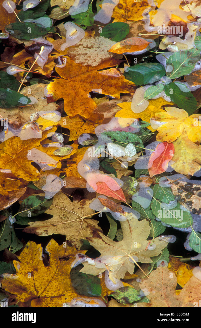 Foglie di autunno in Beaver Creek pond Rogue River National Forest Siskiyou montagna Oregon Foto Stock