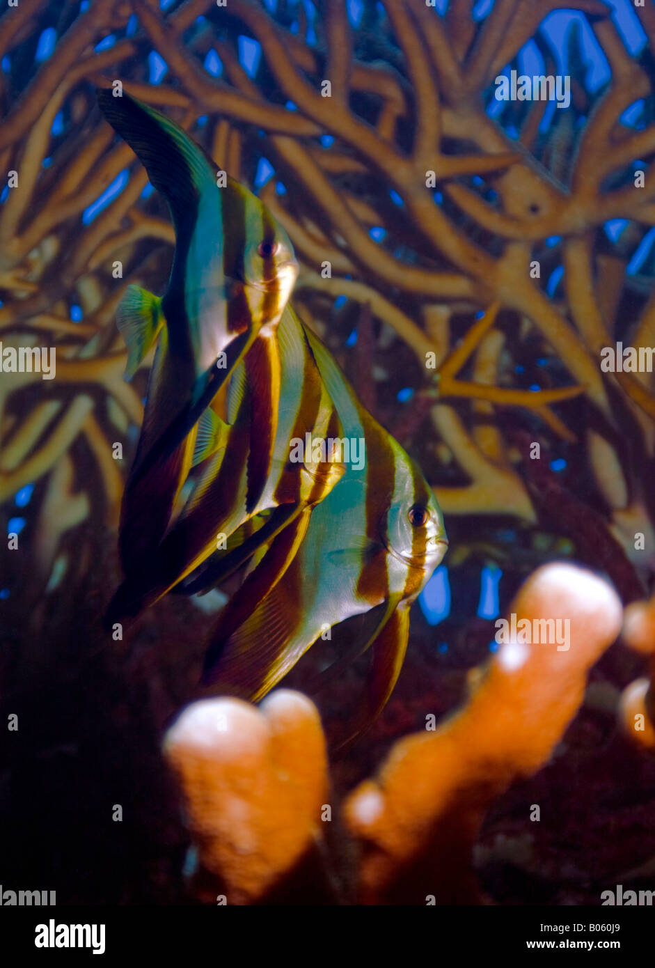 La barriera corallina di Isola Mbulo Canyon New Georgia finirà per vedere questi capretti Golden Spadefish diventa a forma di disco quando è maturo. Foto Stock