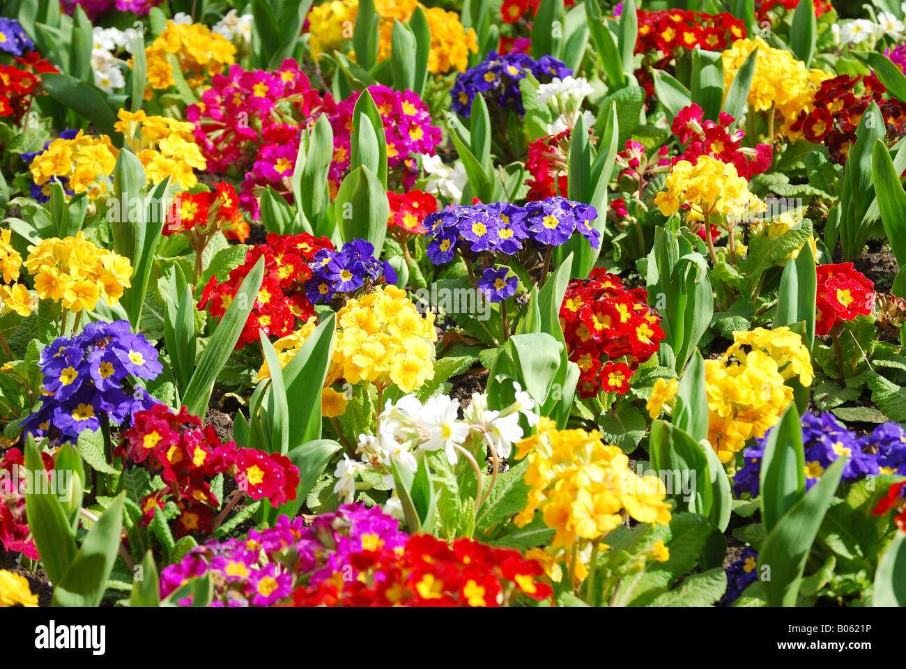 Molla di coloratissimi fiori Polyanthus, Abbey Gardens, Bury St Edmunds, Suffolk, Inghilterra, Regno Unito Foto Stock