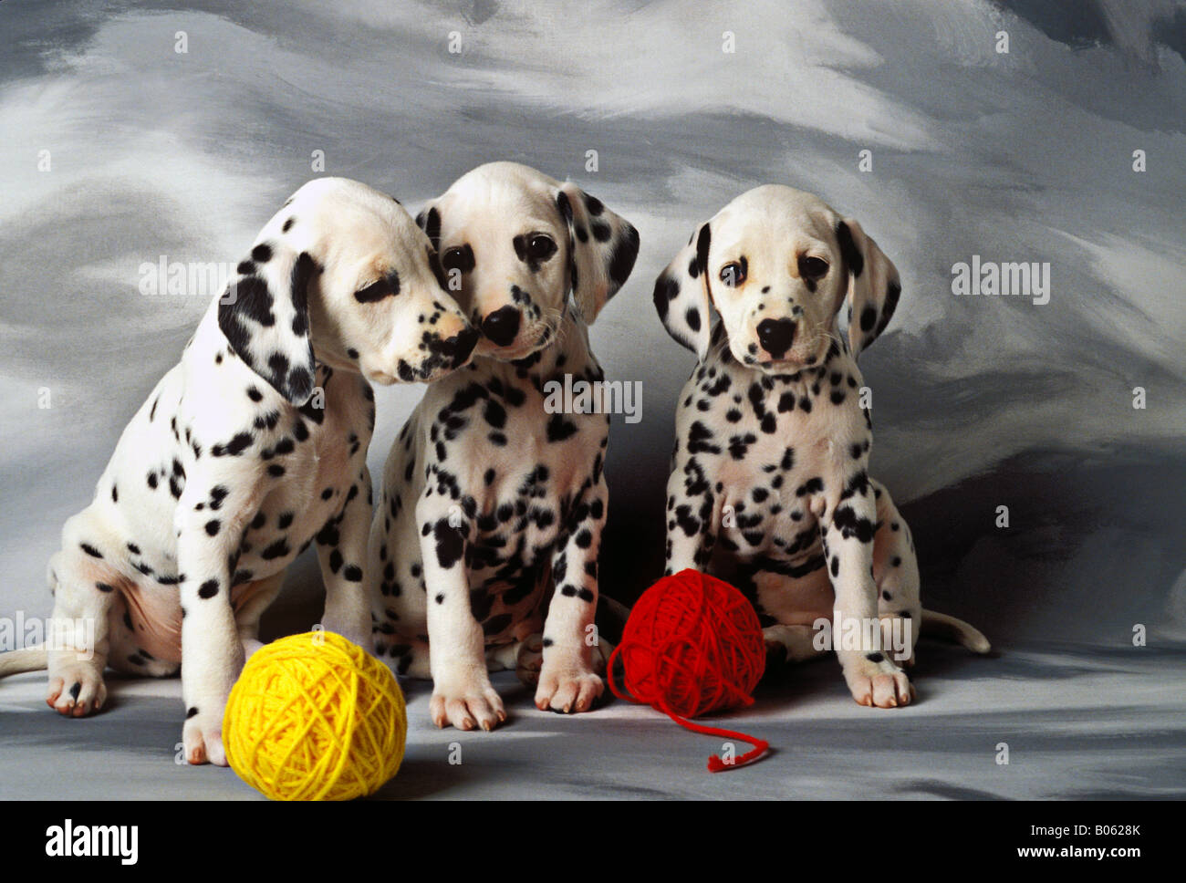 Cuccioli dalmata di tre cuccioli con palline di rosso e il filo giallo Foto Stock