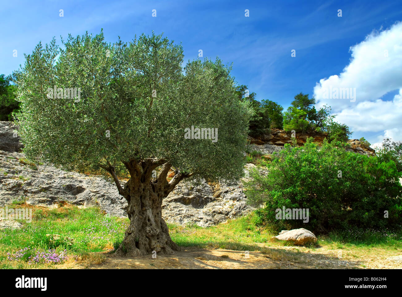 Antico olivo crescono nel sud della Francia Foto Stock